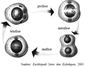 Gambar-4.1-Fase-fase-pembelahan-sel